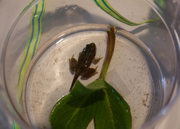 Kleiner Frosch im Glas
