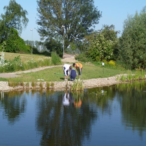 Tümpeln am Teich