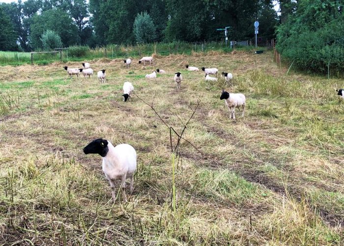 Schafe als natürlicher Rasenmäher